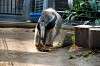 ueno_zoo_3845_mini.jpg