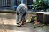 ueno_zoo_3846_mini.jpg