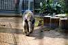 ueno_zoo_3847_mini.jpg