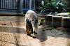 ueno_zoo_3848_mini.jpg