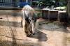 ueno_zoo_3849_mini.jpg