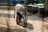 ueno_zoo_3850_mini.jpg