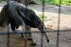 ueno_zoo_3851_mini.jpg