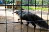 ueno_zoo_3852_mini.jpg