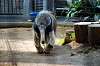ueno_zoo_3854_mini.jpg