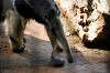 ueno_zoo_3856_mini.jpg
