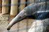 ueno_zoo_3857_mini.jpg