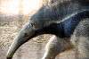 ueno_zoo_3858_mini.jpg