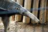 ueno_zoo_3859_mini.jpg