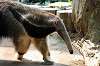 ueno_zoo_3860_mini.jpg