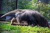 ueno_zoo_3862_mini.jpg
