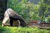 ueno_zoo_3864_mini.jpg