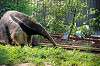 ueno_zoo_3865_mini.jpg