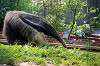 ueno_zoo_3866_mini.jpg