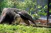 ueno_zoo_3867_mini.jpg
