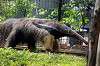ueno_zoo_3868_mini.jpg