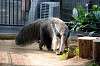 ueno_zoo_3871_mini.jpg