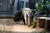 ueno_zoo_3872_mini.jpg
