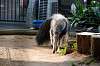 ueno_zoo_3873_mini.jpg