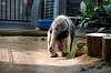 ueno_zoo_3875_mini.jpg