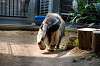 ueno_zoo_3877_mini.jpg
