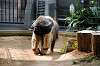 ueno_zoo_3879_mini.jpg
