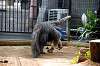 ueno_zoo_3881_mini.jpg