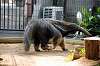 ueno_zoo_3882_mini.jpg