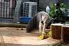 ueno_zoo_3883_mini.jpg
