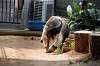 ueno_zoo_3884_mini.jpg