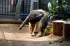 ueno_zoo_3885_mini.jpg