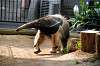 ueno_zoo_3886_mini.jpg
