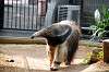 ueno_zoo_3888_mini.jpg