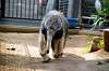 ueno_zoo_3890_mini.jpg