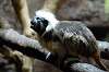 ueno_zoo_3892_mini.jpg