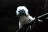 ueno_zoo_3893_mini.jpg