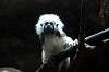 ueno_zoo_3895_mini.jpg