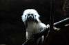 ueno_zoo_3896_mini.jpg