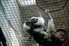 ueno_zoo_3897_mini.jpg