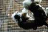 ueno_zoo_3898_mini.jpg