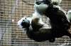 ueno_zoo_3899_mini.jpg