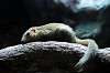 ueno_zoo_3901_mini.jpg