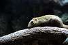 ueno_zoo_3902_mini.jpg