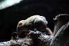 ueno_zoo_3903_mini.jpg