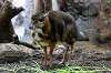 ueno_zoo_3904_mini.jpg