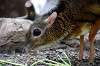 ueno_zoo_3905_mini.jpg