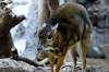 ueno_zoo_3906_mini.jpg
