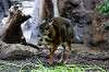 ueno_zoo_3907_mini.jpg