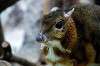 ueno_zoo_3908_mini.jpg