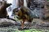 ueno_zoo_3909_mini.jpg